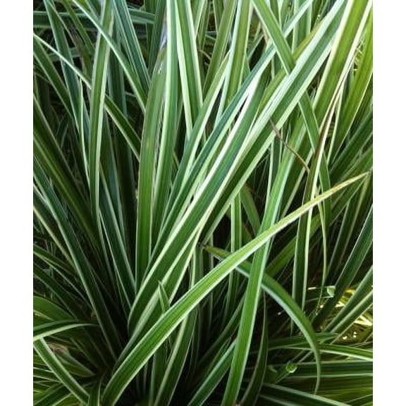 Classy Groundcovers, Sedge 'Ice Dance', Japanese Variegated Sedge, Morrows Sedge, Frosted Sedge, Rush (25 Pots, 3 1/2 inch square)