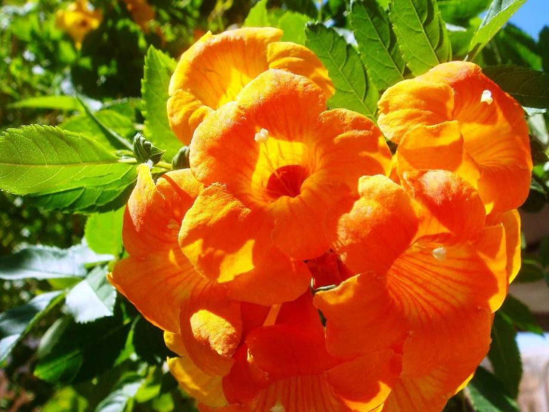 Orange Trumpet Creeper - Burke's Backyard