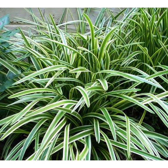 Classy Groundcovers, Liriope spicata 'Silver Dragon', 'Gin-ryu', L. muscari 'Silver Dragon' (flat of 18 Pots, 3 1/4 inch square)