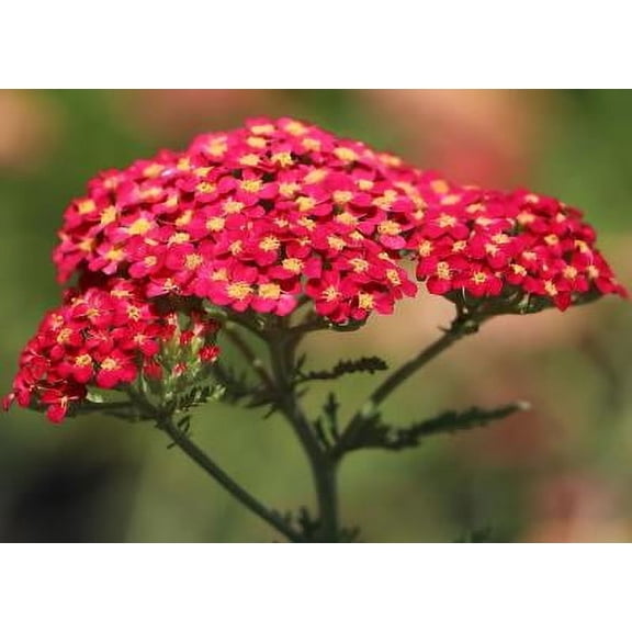 Classy Groundcovers, Yarrow 'Paprika', Milfoil, Thousand Leaf, Staunchweed, Sanguinary, Nose-bleed, Soldier's Woundwort, Thousandleaf {25 Pots, 3...