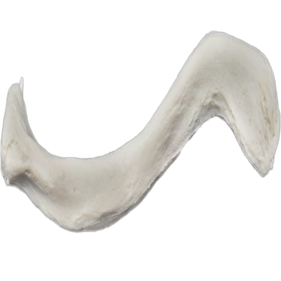 Clavicle Bone Model - Left - Anatomically Accurate Human Clavicle Bone Replica - Eisco