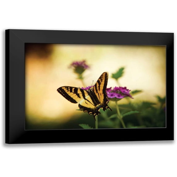 Clayton-Thompson, Philip 14x11 Black Modern Framed Museum Art Print Titled - Garden Butterfly IV