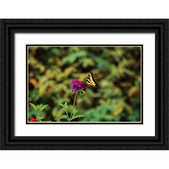 Clayton-Thompson, Philip 18x13 Black Ornate Wood Framed with Double Matting Museum Art Print Titled - Garden Butterfly I