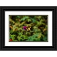 thumbnail image 1 of Clayton-Thompson, Philip 24x17 Black Ornate Wood Framed with Double Matting Museum Art Print Titled - Garden Butterfly II, 1 of 4