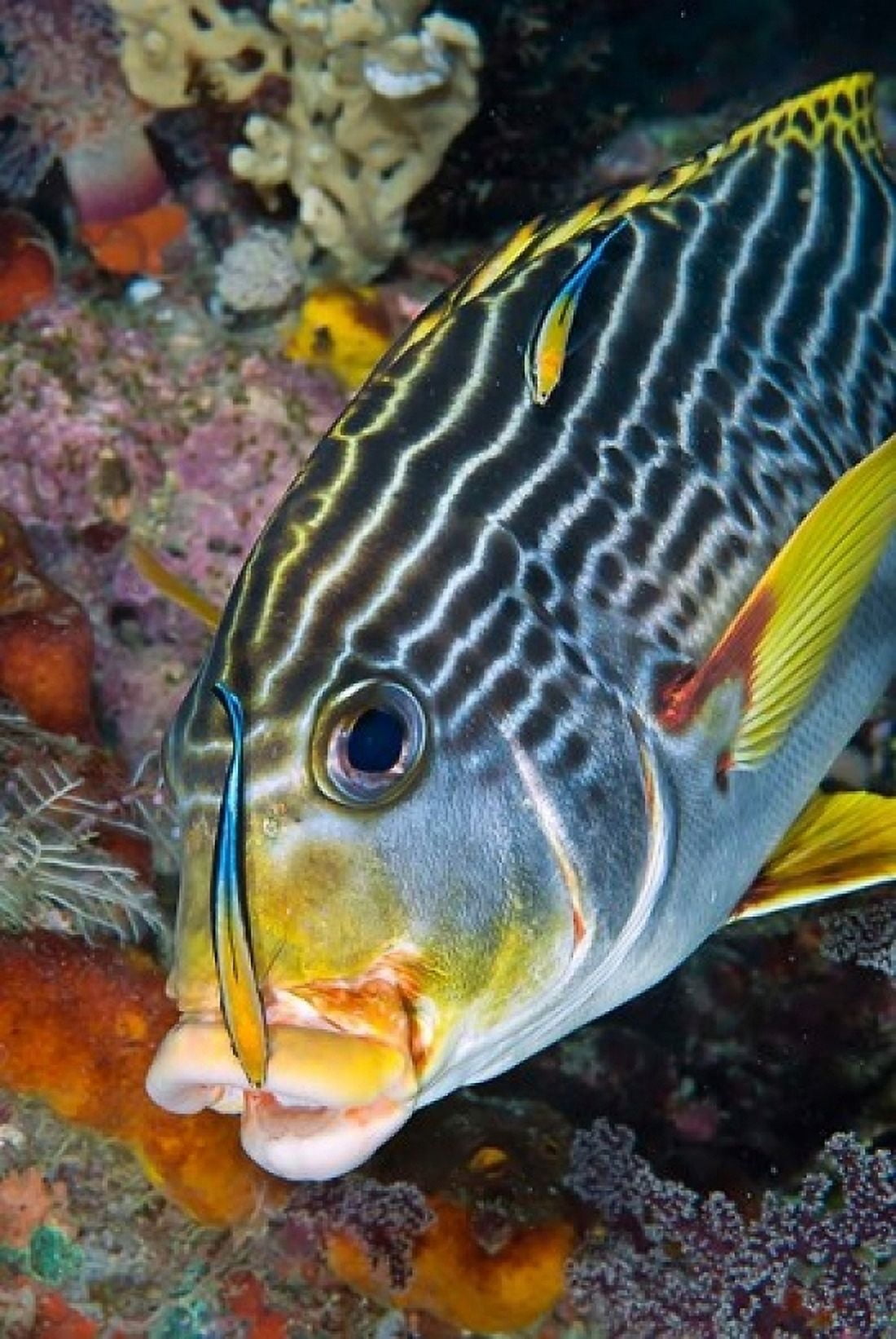 Cleaner fish with sweetlip fish Raja Ampat Papua Indonesia Canvas Art - Jaynes Gallery DanitaDelimont (24 x 36)