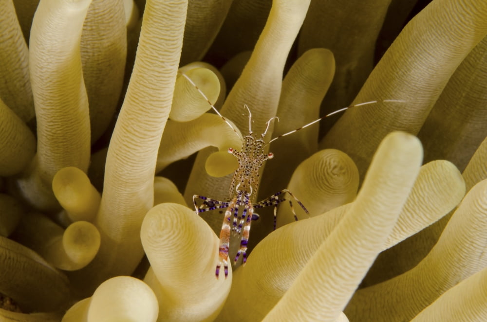Cleaner shrimp on an anemone in Curacao Canvas Art - Brent BarnesStocktrek Images (17 x 12)
