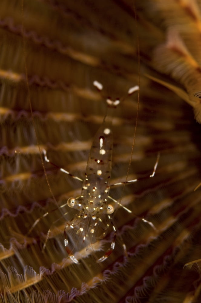 Cleaner shrimp on christmas tree worm Sulawesi Indonesia Canvas Art - Mathieu MeurStocktrek Images (12 x 18)