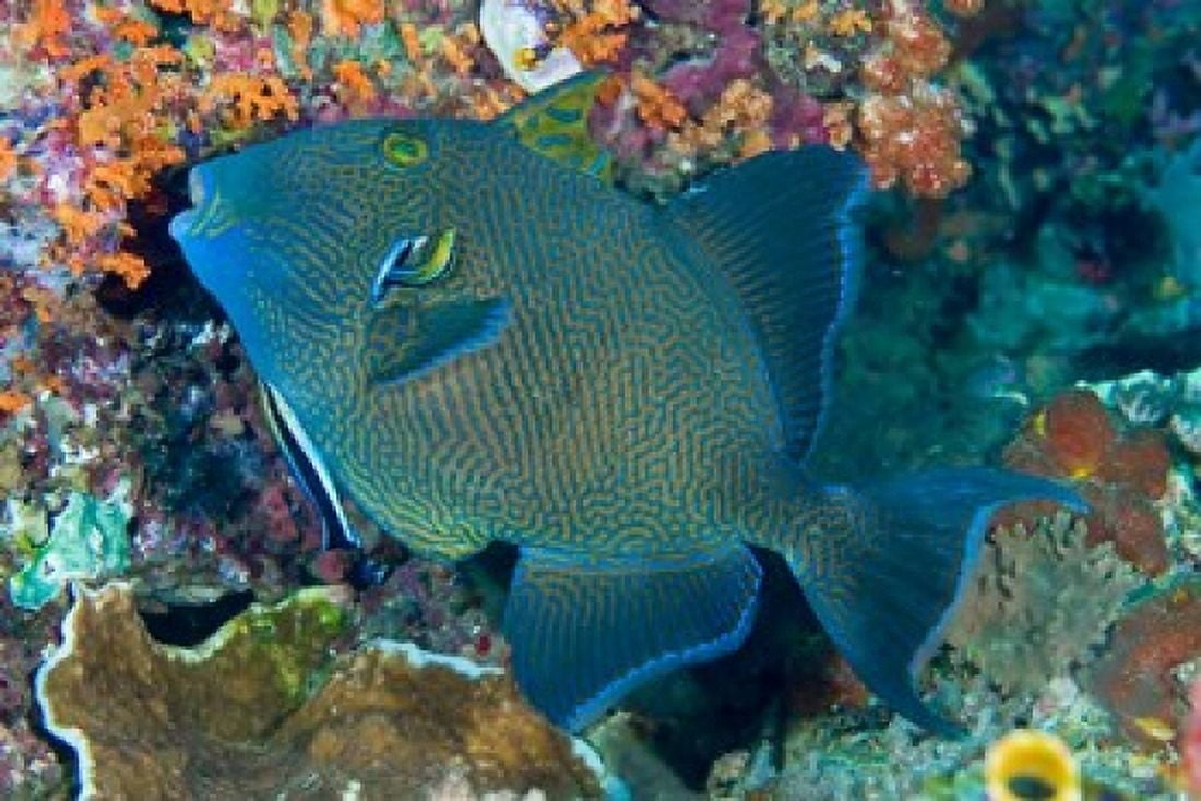 Cleaner wrasse fish reef Canvas Art - Jaynes Gallery DanitaDelimont (26 x 18)