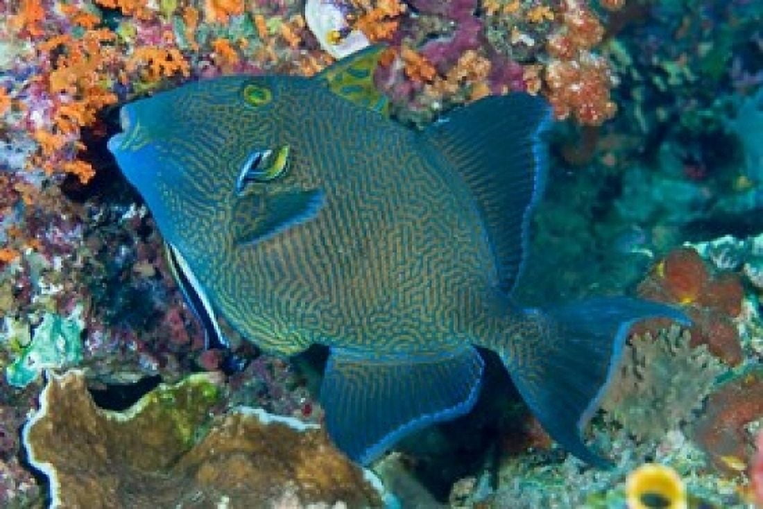 Cleaner wrasse fish reef Canvas Art - Jaynes Gallery DanitaDelimont (36 x 24)