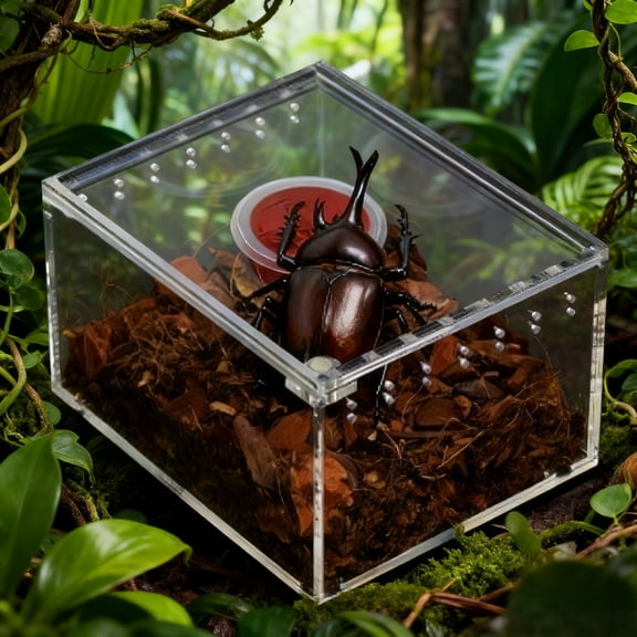 Clear Acrylic Larva Breeding Box: 360 View Reptile & araneid Enclosure