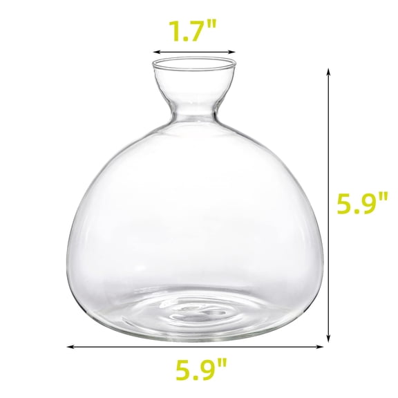 Clear Avocado Seed Starter Vase Grow Kit, Medium Glass Plant Pot for Indoor Outdoor Use