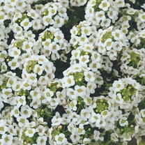 Clear Crystal Alyssum ~10 Seeds – Non-GMO, MSP Pelleted, Heirloom – Alpine White Blooms – Low-Growing, Fragrant Ground Cover – Attracts Pollinators – Annual/Perennial – 56–63 Days – Easy Grow