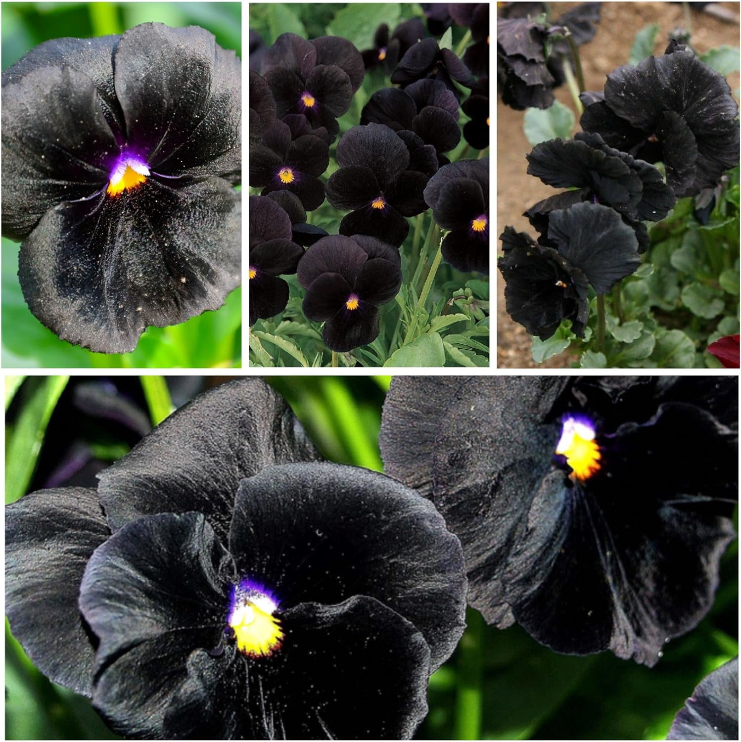 Clear Crystals Black Pansy Seeds 600 Heirloom Seeds for Planting