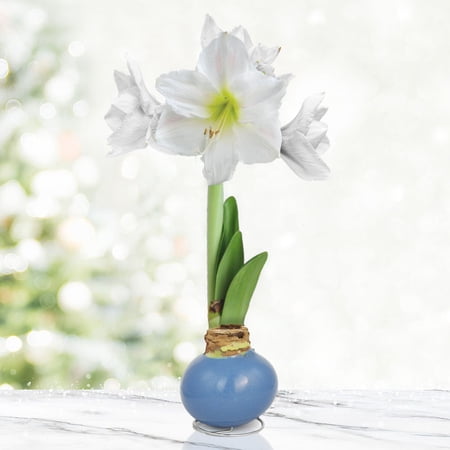 Clear Days Waxed Amaryllis Flower Bulb with Stand, Grow Real Blooming Indoor Spring Flowers, No Water Needed