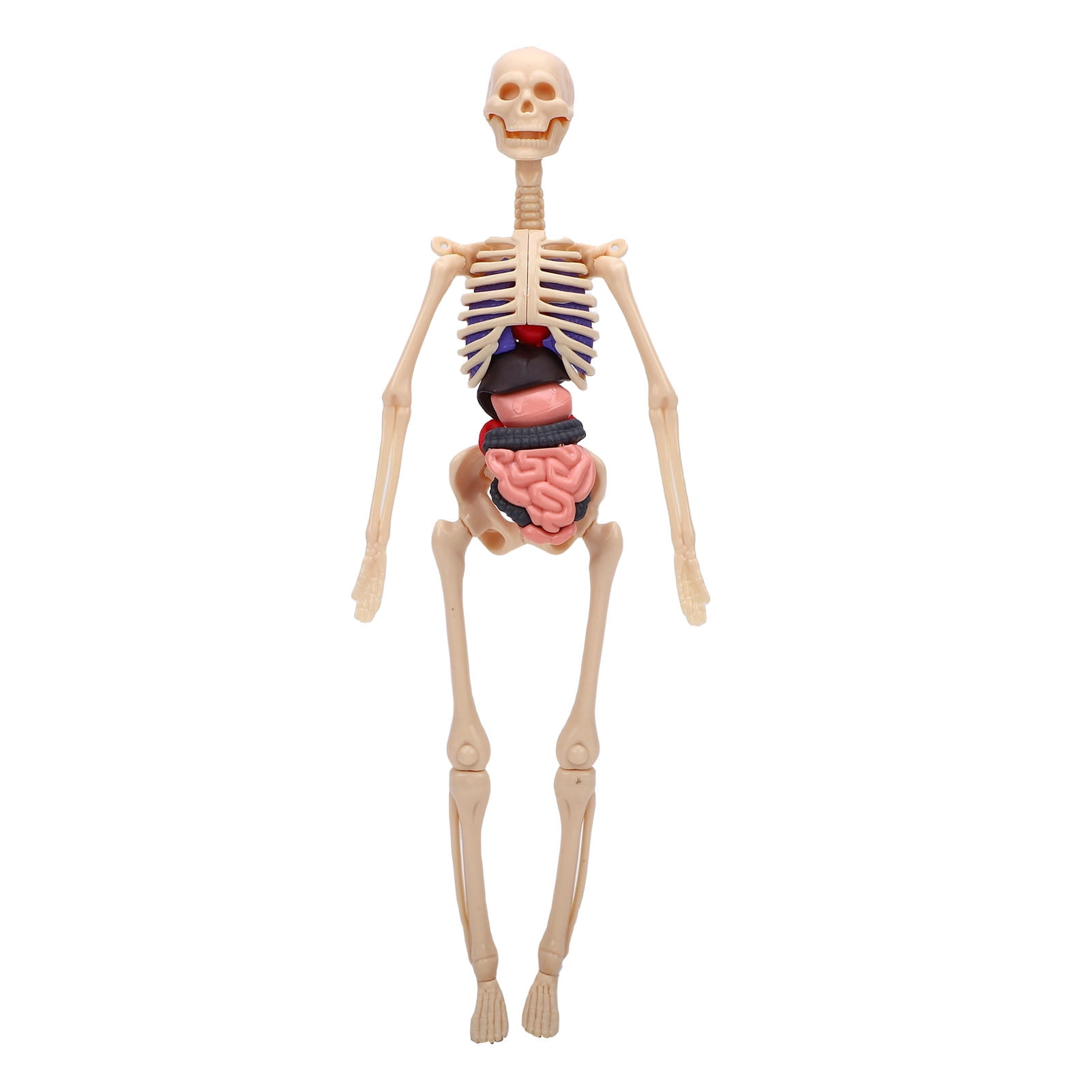 Clear Human Body Skeleton Model Kit 3D Anatomy Structure with Removable ...