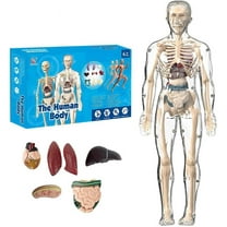 Clear Human Body Structure Model, 2025 New Anatomy Figure, Portable Skeleton Model Kit for Classroom, Interactive 3D Organ Model for Students, Transparent Physiology Model (1pcs)