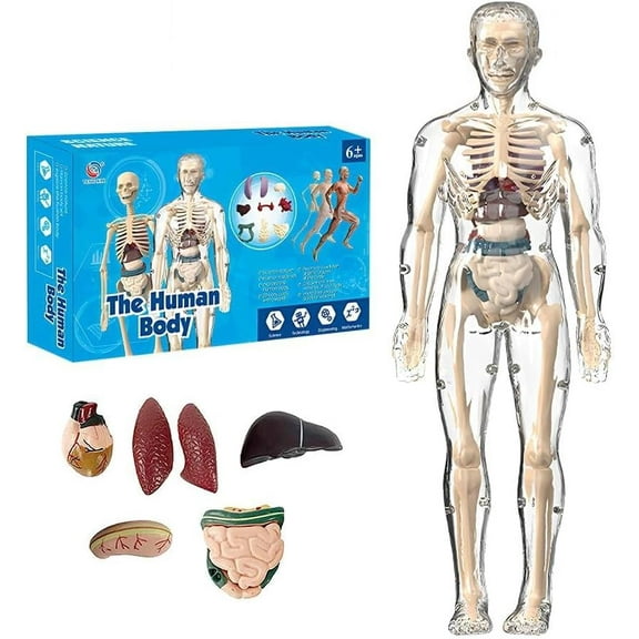 Clear Human Body Structure Model, 2025 New Anatomy Figure, Portable Skeleton Model Kit for Classroom, Interactive 3D Organ Model for Students, Transparent Physiology Model (1pcs)