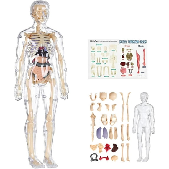 Clear Human Body Structure Model, 29 Piece 3D Anatomy Figure Kit, Organizeh Humans Body Skeleton Models Kits with Instruction Guide, DIY Assembled Human Torso Organ Model (Transparent)