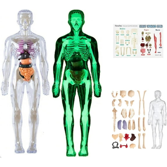 Clear Human Body Structure Model, 29 Piece 3D Anatomy Figure Kit, Organizeh Humans Body Skeleton Models Kits with Instruction Guide, DIY Assembled Human Torso Organ Model (Luminous)