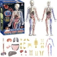 thumbnail image 1 of Clear Human Body Structure Model -29-Piece Set,Anatomy Figure,Removable Organs Bones & Transparent, DIY Assembled Human Torso Organ Model, 1 of 9