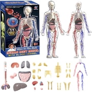 Clear Human Body Structure Model -29-Piece Set,Anatomy Figure,Removable Organs Bones & Transparent, DIY Assembled Human Torso Organ Model