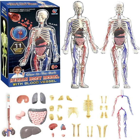 Clear Human Body Structure Model - 29-Piece Set, Removable Organs Bones & Transparent, DIY Assembled Human Torso Organ Model, 3D Human Body Skeleton Model for Anatomy (Full Organ Set)
