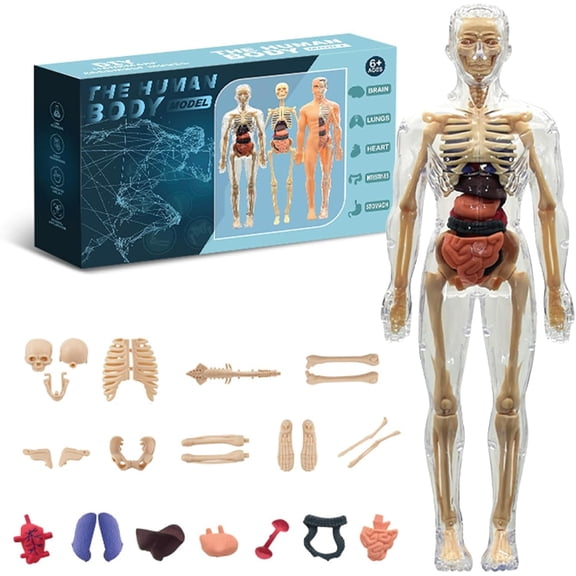Clear Human Body Structure Model - 29-Piece Set, Removable Organs Bones & Transparent, DIY Assembled Human Torso Organ Model, 3D Human Body Skeleton Model for Anatomy (Translucent Set)