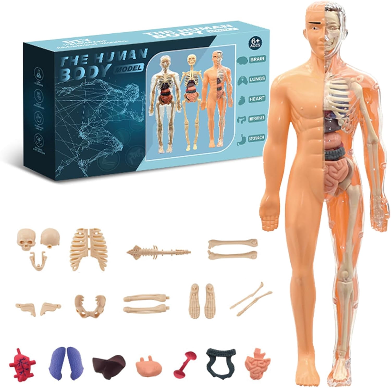 Clear Human Body Structure Model - 29-Piece Set, Removable Organs Bones ...
