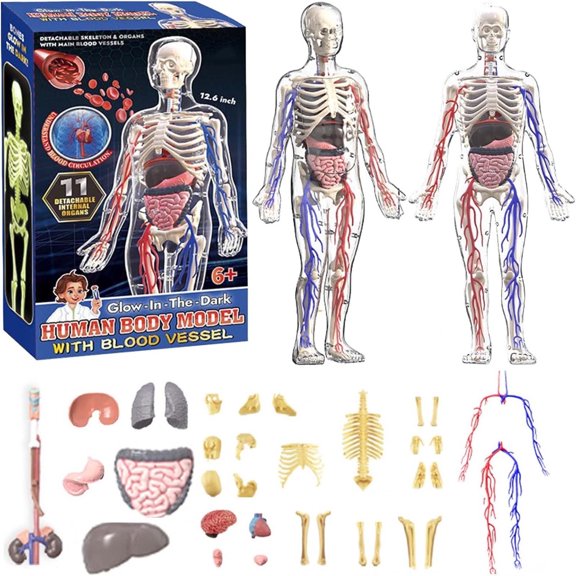 Clear Human Body Structure Model 29 Piece Set, Removable Organs and Bones Torso Anatomy Kit, DIY Assembled Skeleton Model for Medical Education