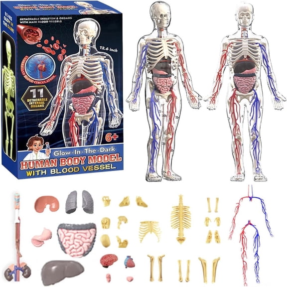 Clear Human Body Structure Model 29 Piece Set, Removable Organs and Bones Torso Anatomy Kit, DIY Assembled Skeleton Model for Medical Education