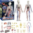thumbnail image 1 of Clear Human Body Structure Model 29-Piece Set, Transparent Anatomy Torso with Removable Organs Bones Interactive Educational DIY Kit for Students Schools Colleges Learning, 1 of 6