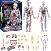 Clear Human Body Structure Model 29-Piece Set, Transparent Anatomy Torso with Removable Organs Bones Interactive Educational DIY Kit for Students Schools Colleges Learning
