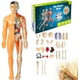 thumbnail image 1 of Clear Human Body Structure Model, 29 Piece Transparent 3D Human Body Torso Model, DIY Assembled Human Torso Organ Model with Instruction Manual for Students, Teachers (Half Transparency), 1 of 7