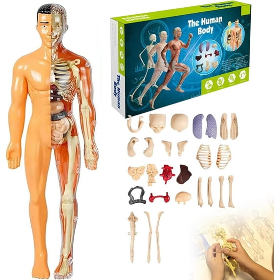 Clear Human Body Structure Model, 29 Piece Transparent 3D Human Body Torso Model, DIY Assembled Human Torso Organ Model with Instruction Manual for Students, Teachers (Half Transparency)