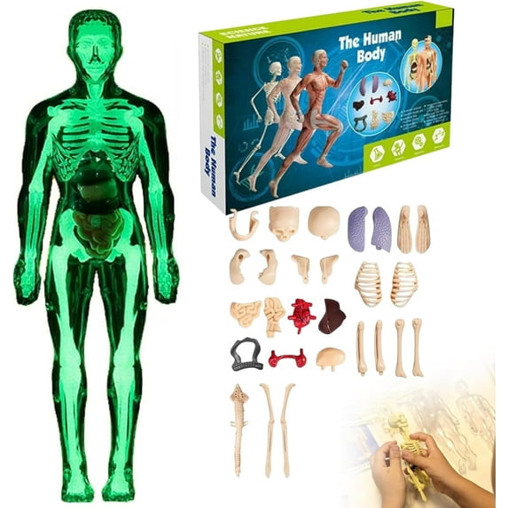 Clear Human Body Structure Model, 29 Piece Transparent 3D Human Body Torso Model, DIY Assembled Human Torso Organ Model with Instruction Manual for Students, Teachers (Luminous)