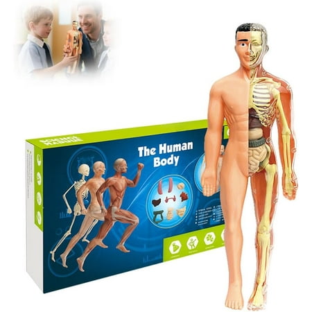 Clear Human Body Structure Model,3D Anatomy Kit with Removable Organs for Physiology Study and STEM Education