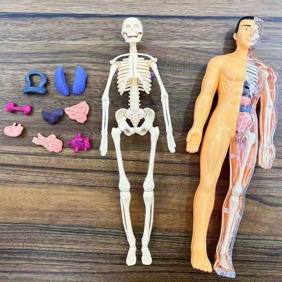 Clear Human Body Structure Model, 3D Human Anatomy Model for Anatomy & Physiology Class, Interactive Body Model for Kids Early Education