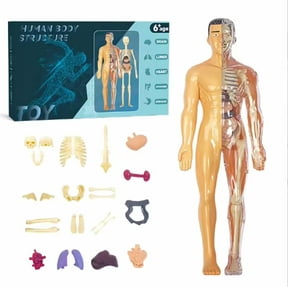 Clear Human Body Structure Model, 3D Human Anatomy Model for Anatomy & Physiology Class, Interactive Body Model for Kids Early Education