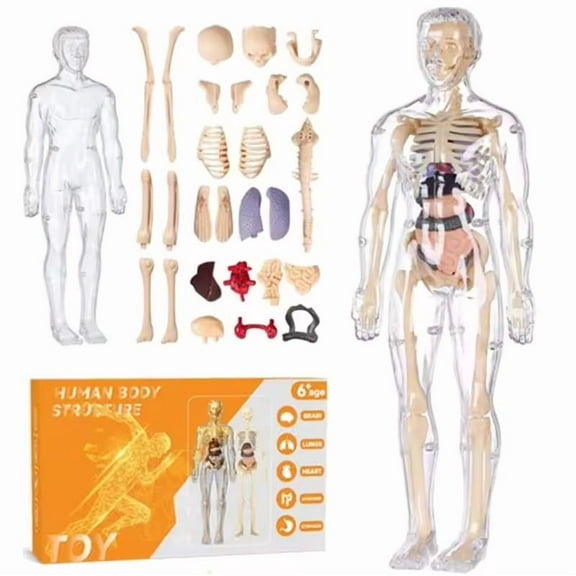 Clear Human Body Structure Model, 3D Human Anatomy Model for Anatomy & Physiology Class, Interactive Body Model for Kids Early Education