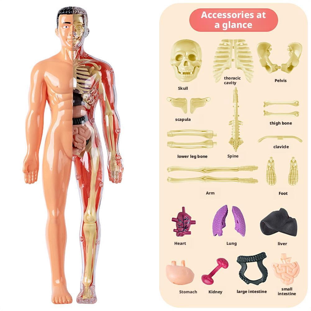 Clear Human Body Structure Model,DIY Assembled Human Torso Organ Model ...