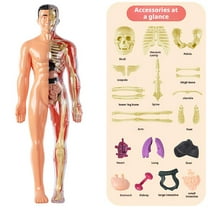 Clear Human Body Structure Model,DIY Assembled Human Torso Organ Model,29 Piece 3D Anatomy Figure Kit,3D Human Body Skeleton Model for Anatomy,Interactive 3D Organ Model for Classroom