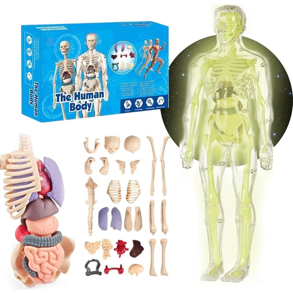 Clear Human Body Structure Model, Human Body Model, 29 Piece Anatomy Model Kit with Bones, Organs, Muscles, Removable Assembled Human Anatomy Model for Students, Teachers