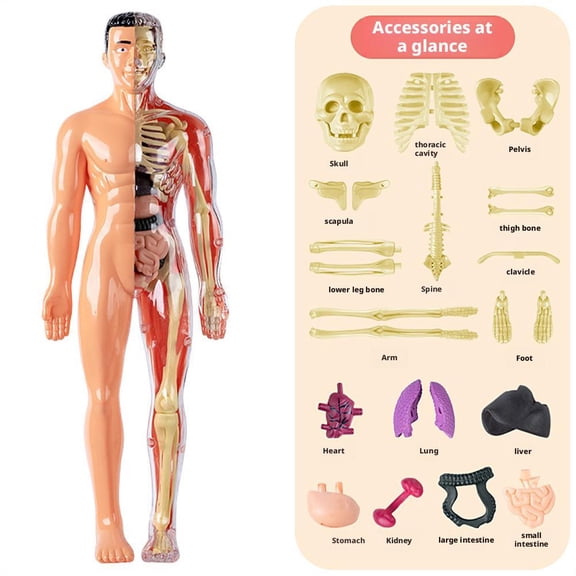 Clear Human Body Structure Model with Instruction Guide, 1PC 3D Anatomy Figure, Portable Skeleton Model Kit DIY Assembled Human Torso Organ Model for Students Training