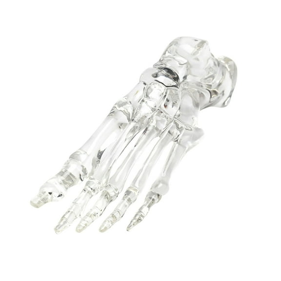 Clear Human Foot Joint Skeleton Model Anatomy Left Foot and Ankle Bone Model for Teaching Research and Educational Use