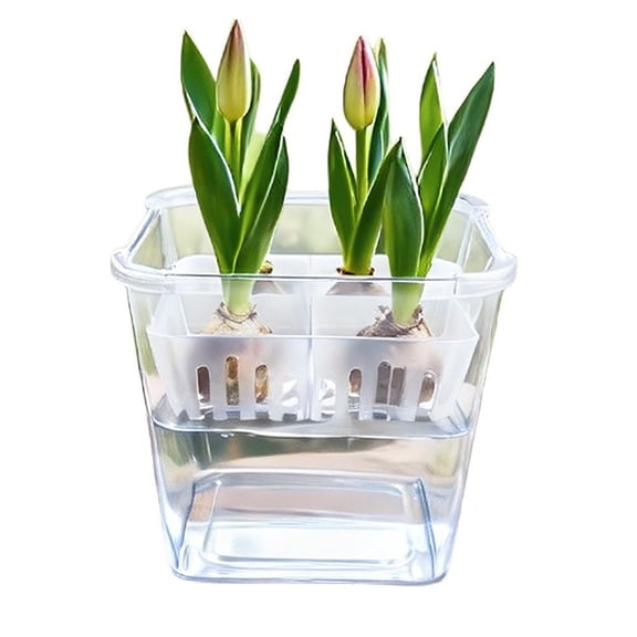 Clear Hydroponic Flower Pot Planter for Bulbs, 4-Hole Design with Planting Basket, Root Observation, Easy Water Change