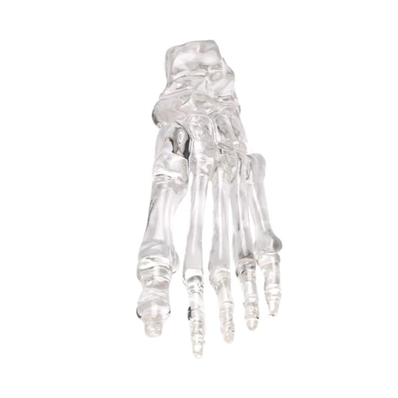 Clear Left Foot Joint Skeleton Model for Science Labs and Classroom Teaching