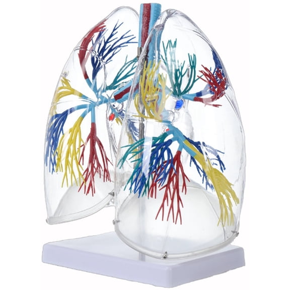 Clear PVC Human Lung Anatomy Model with Bronchial Tree Structure Anatomical Respiratory System Model for Science Lab
