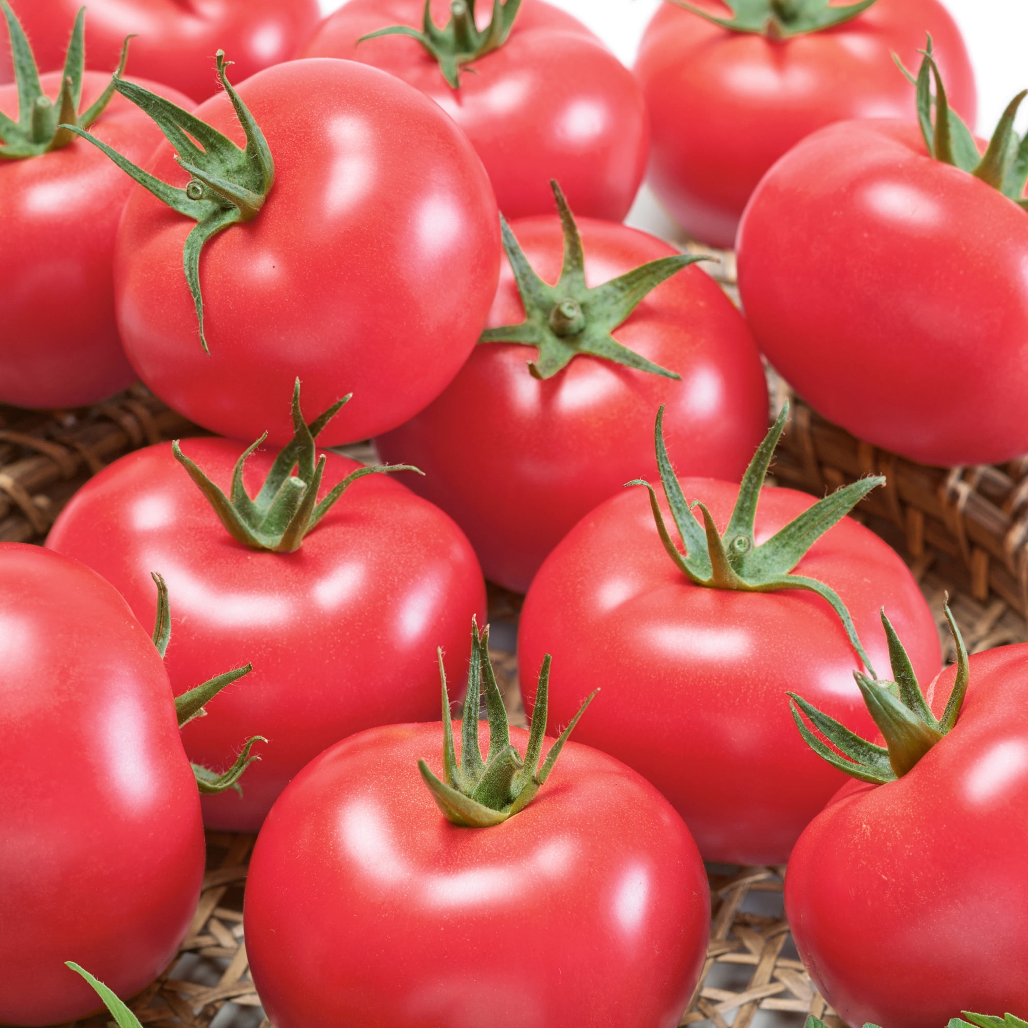 Clear Pink Tomato Seeds - 300 Mg Packet ~65 Seeds - Non-GMO