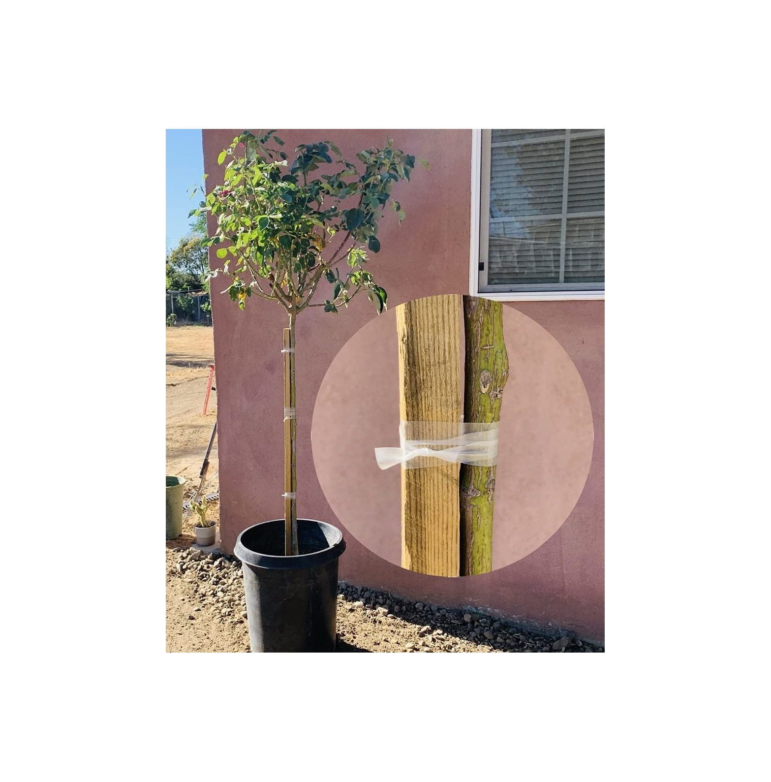 Clear Plant Tie Tape 300 ft x 1/2" Each Roll/Delicate Care Stretch