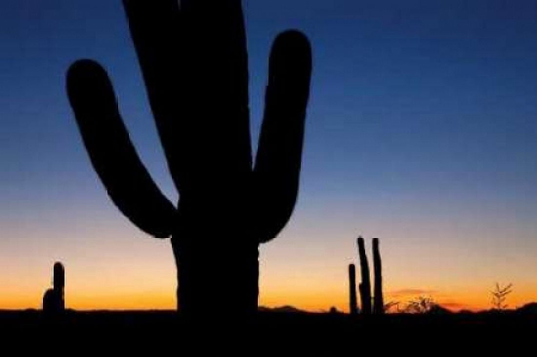 Clear Saguaro Sunset I Canvas Art - Larry Malvin (12 x 18)